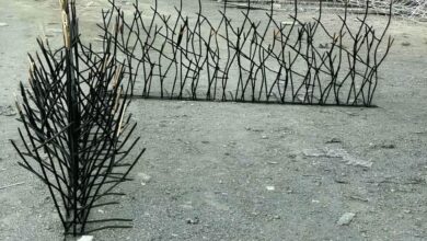 حفاظ شاخ گوزنی در گرگان