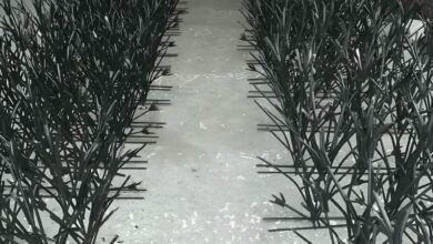 حفاظ شاخ گوزنی در بندر دیلم