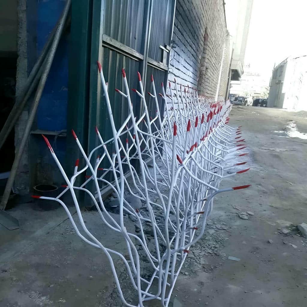 حفاظ شاخ گوزنی در محمدشهر