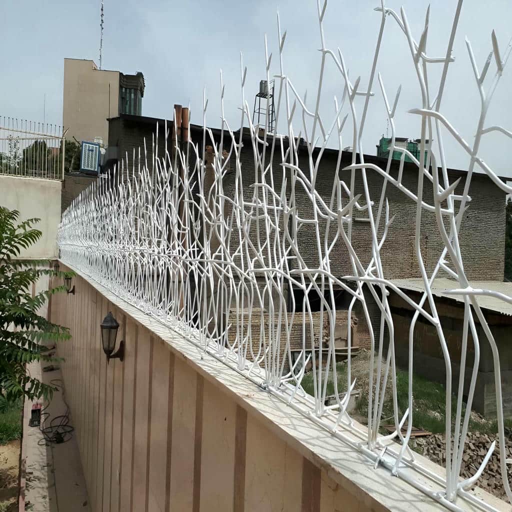 حفاظ شاخ گوزنی در لواسان