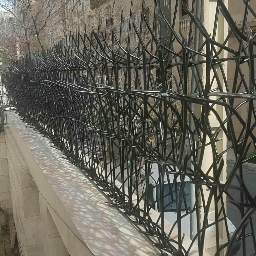 حفاظ شاخ گوزنی در گنبدکاووس