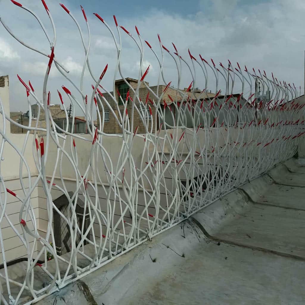 حفاظ شاخ گوزنی در طالقان