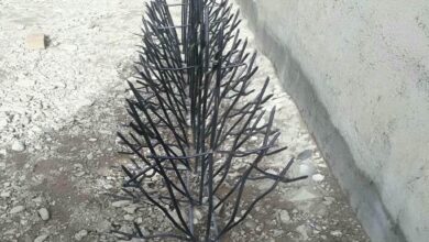 حفاظ شاخ گوزنی در بجنورد