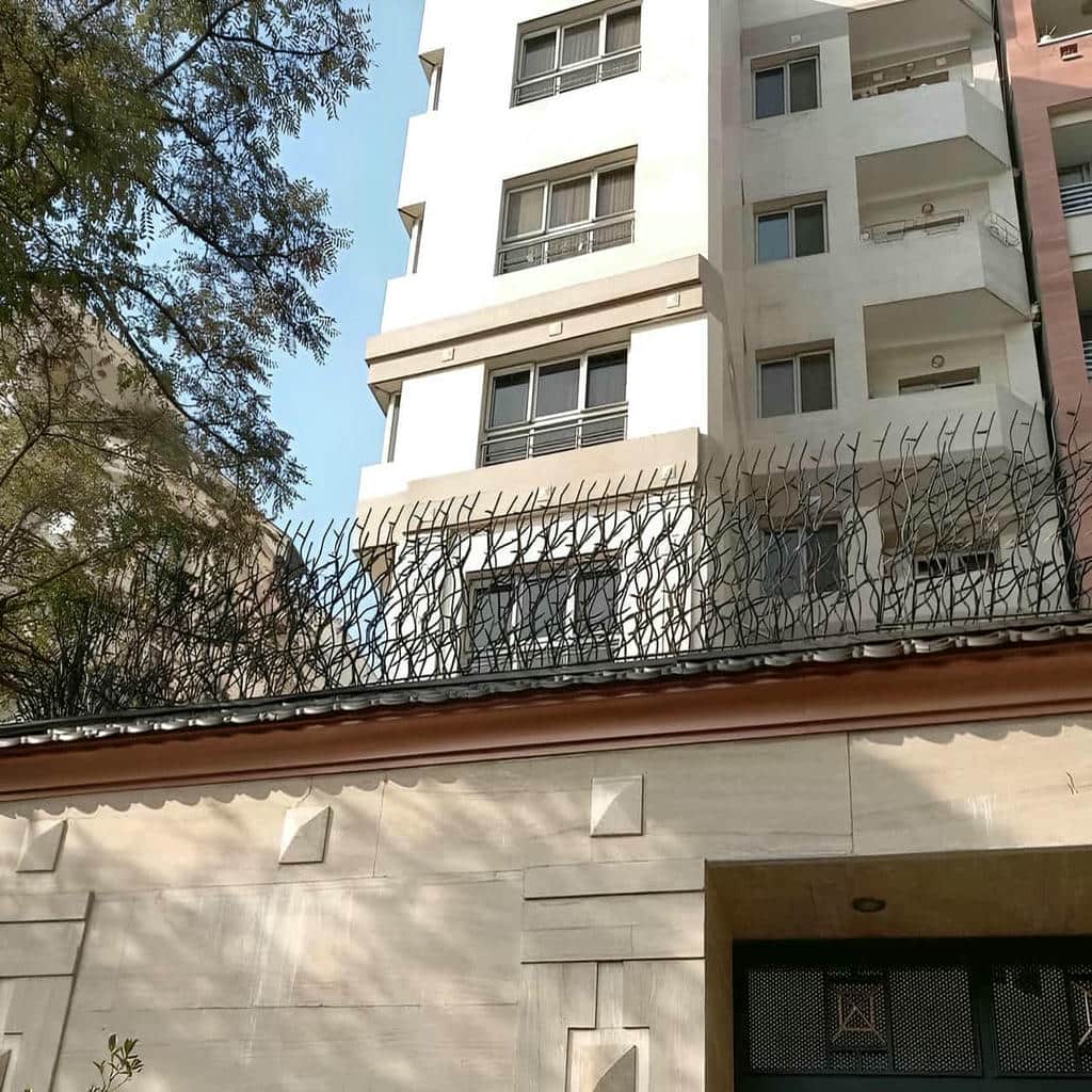 حفاظ شاخ گوزنی در ساوه