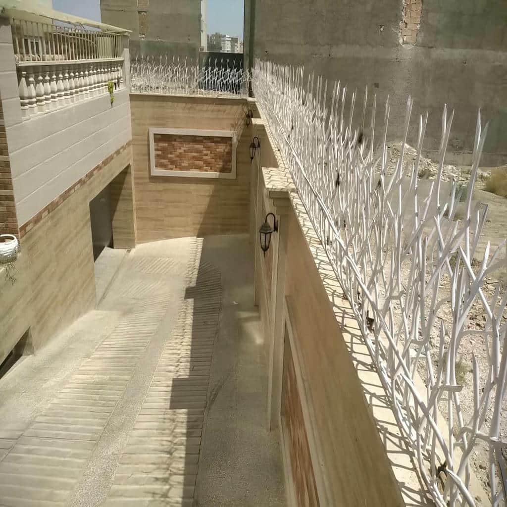 حفاظ شاخ گوزنی در قشم
