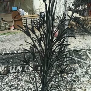 حفاظ شاخ گوزنی در سبزوار