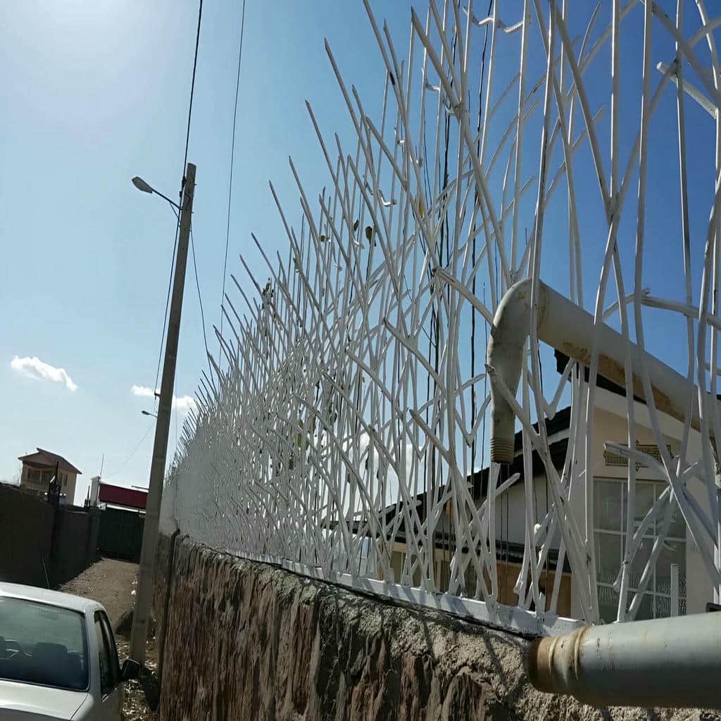 حفاظ شاخ گوزنی در آمل