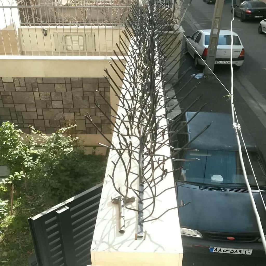 حفاظ شاخ گوزنی در کرمان