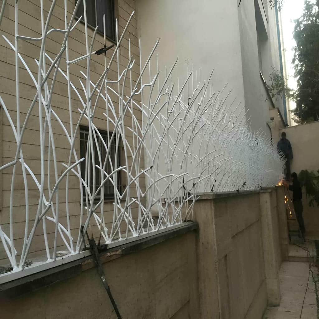حفاظ شاخ گوزنی در سقز
