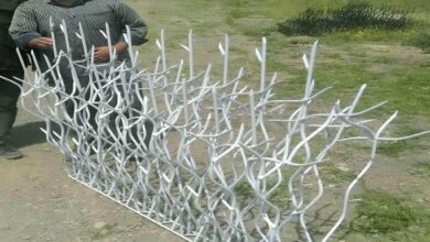 حفاظ شاخ گوزنی در کرج