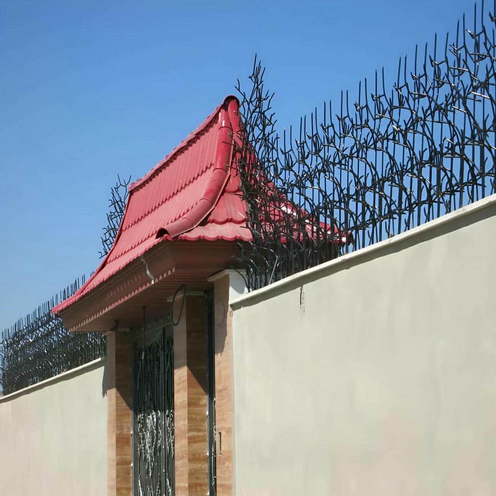 حفاظ شاخ گوزنی در زاهدان