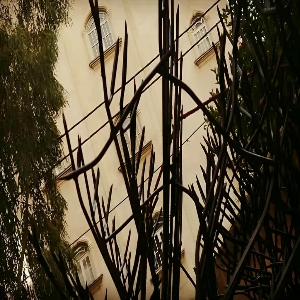 حفاظ شاخ گوزنی در مریوان