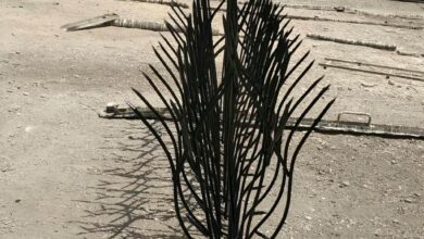 حفاظ دیوار استان چهارمحال و بختیاری با مدل شاخ گوزنی